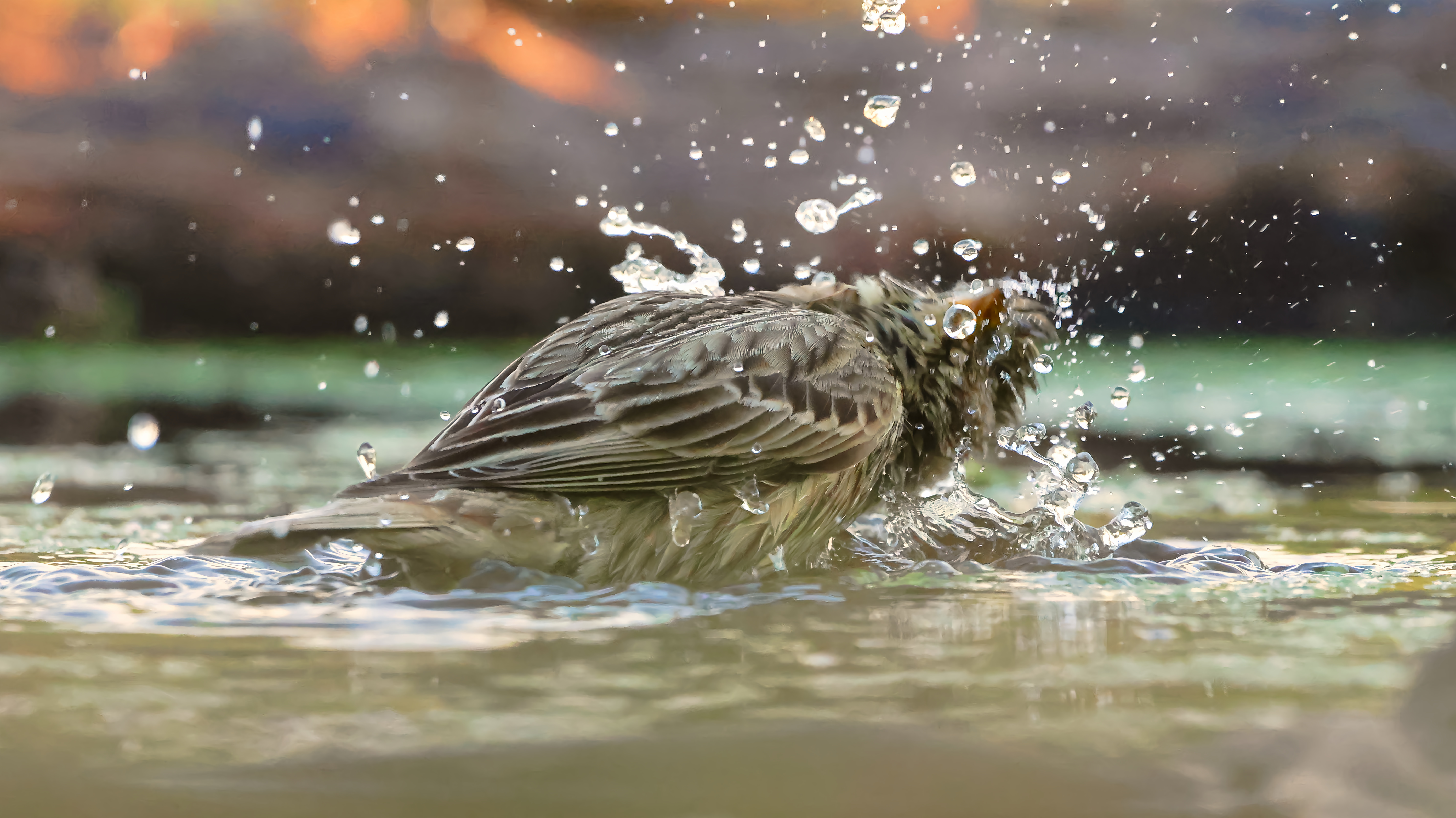 L’OISEAU MAG n°159 : photo mystère